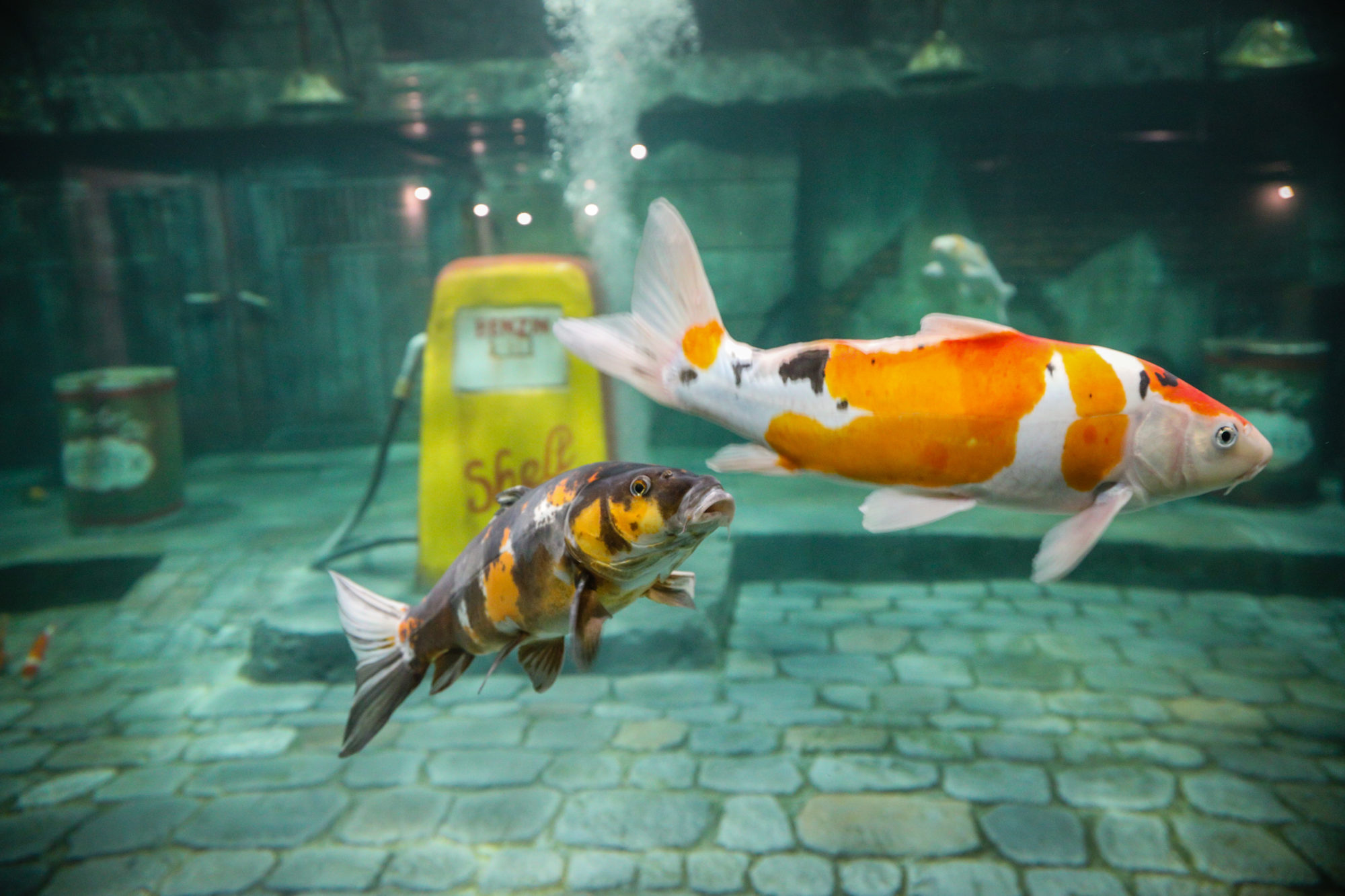 Koi Aquarium Technology