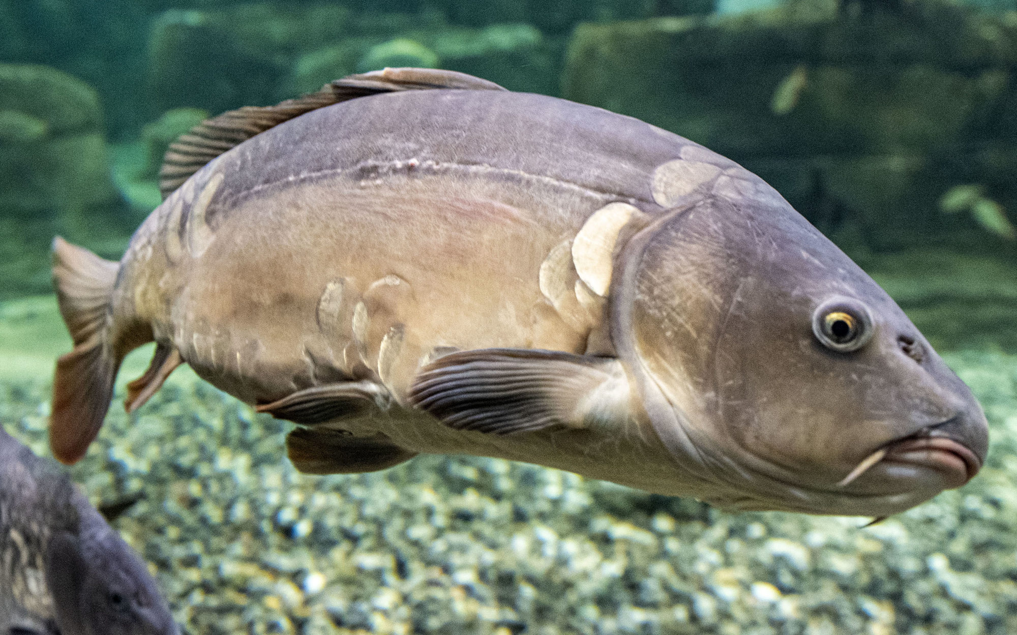 Der Spiegelkarpfen im Aquarium Langenthal