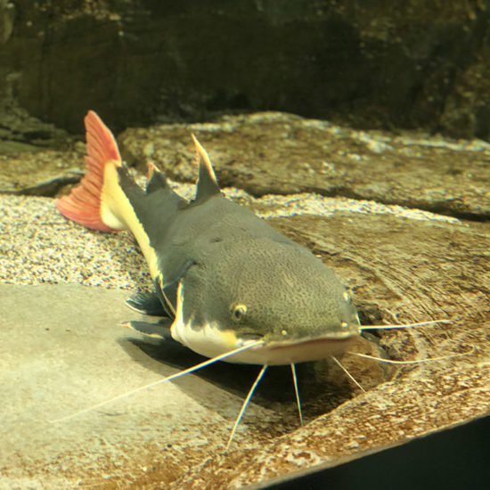 Redfin Catfish