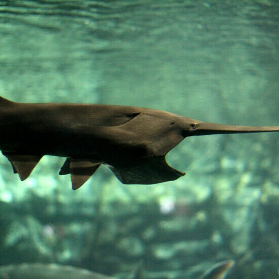 Paddlefish Paddlefish