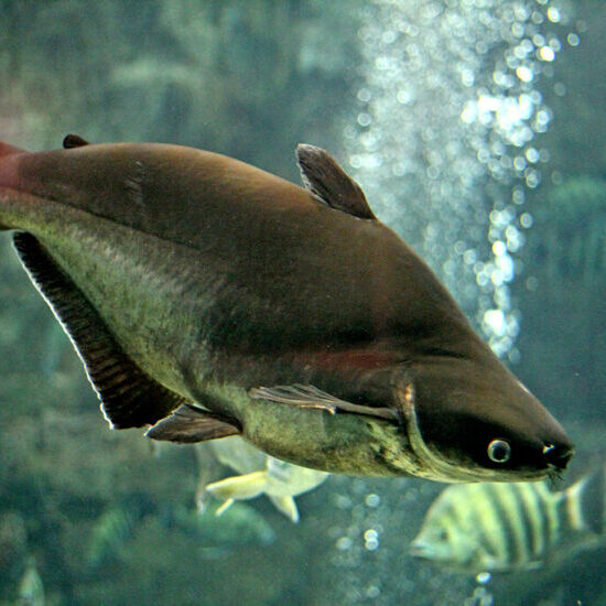 Pangasius