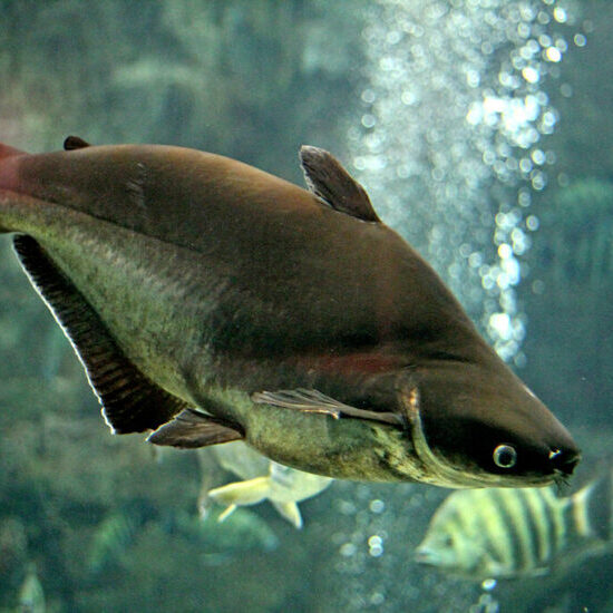 Pangasius Pangasius