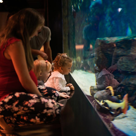 Discover numbers and facts about our fish tanks
