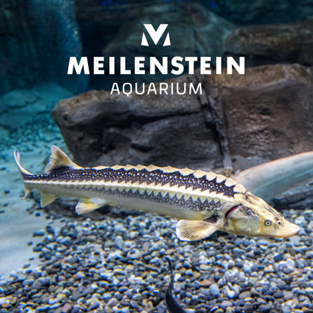Discover the fascinating underwater world of the Aquarium Langenthal