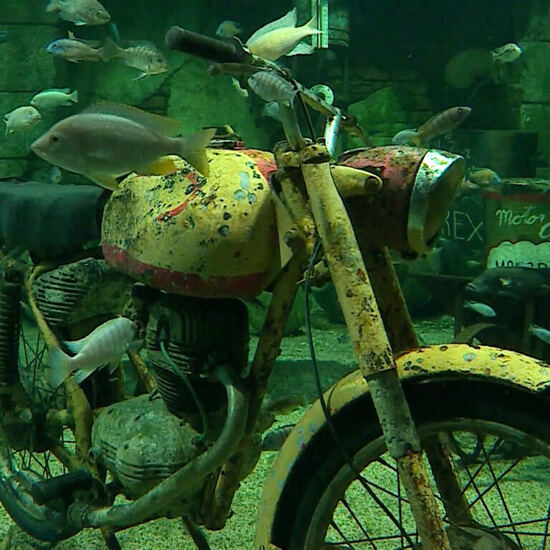 Aquarium bei Aquarium bei