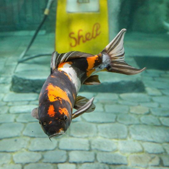 Koi Koi