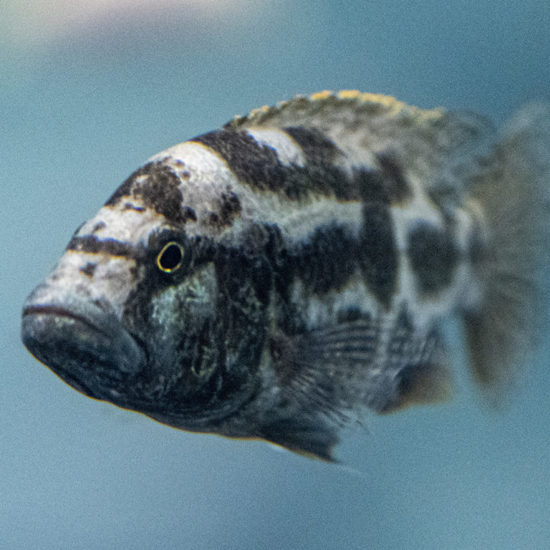 Malawi Cichlid (blue)