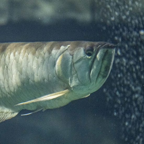 Arowana Arowana