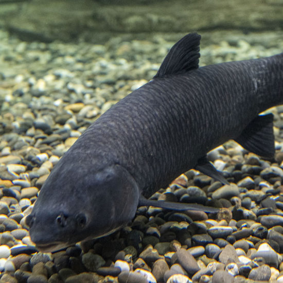 Grass Carp Grass Carp