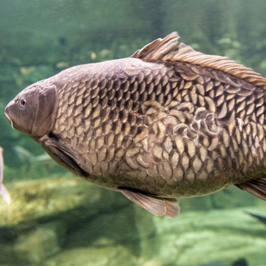 Scale Carp Scale Carp