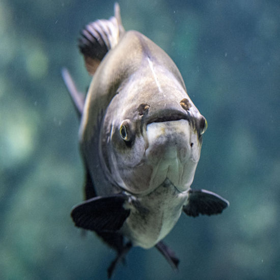 Black Pacu Black Pacu