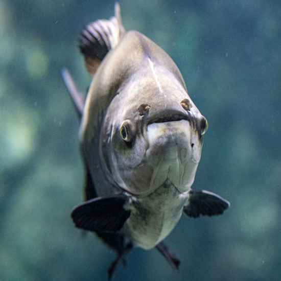 Black Pacu