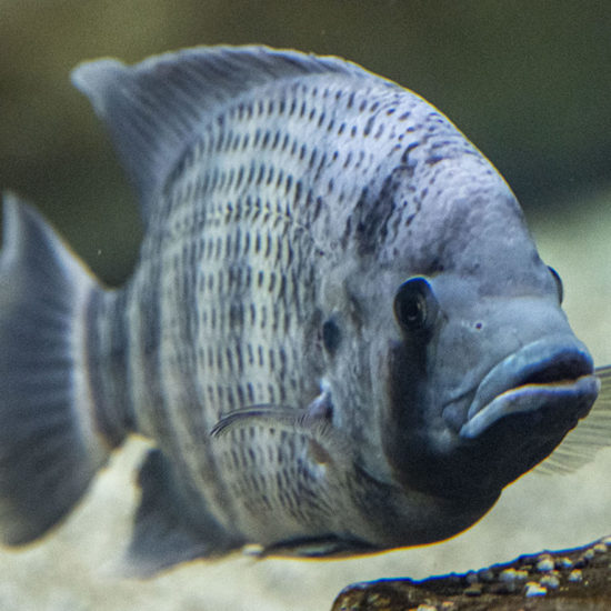 Zebra Tilapia Zebra Tilapia